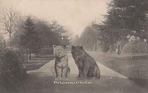 Lion Lioness At Bristol Zoo Antique Guardians Old Postcard
