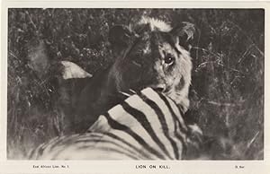 Lion On Kill Eating Zebra Antique African Hunting RPC Postcard