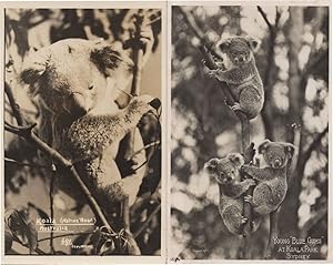 Young Blue Gums at Sydney Koala Bear Park Australia 2x RPB Postcard s