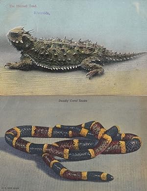 Deadly Coral Snake Horned Toad 2x Antique Reptile Postcard s