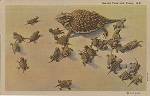 Horned Toad & Young Reptiles Lizard Linen Vintage Postcard