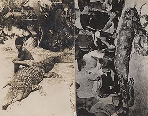 Singapore Dead Python Snake Reptile Alligator 2x Real Photo Postcard s