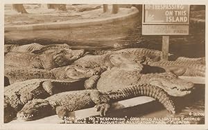 Trespassing St Augustine Alligator Park Antique American RPC Postcard