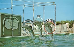 Marineland Florida Porpoise Leap Triple Jump Dolphin Postcard