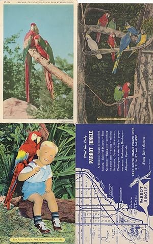 Macaws In Parrot Jungle Miami Chicago Map Zoological Park 4x Postcard s