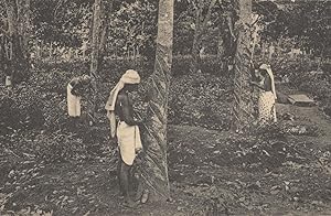 Tapping Rubber Trees Ceylon India Old Postcard