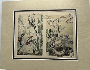 La Vegetation Sous Marine par Emile Belet Artiste Ceramiste de la Sevres 1900 Color Heliotype Pla...
