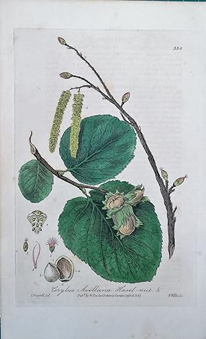 Antique Botanical Tree Print COMMON HAZELNUT Baxter Engraved Vintage 1839
