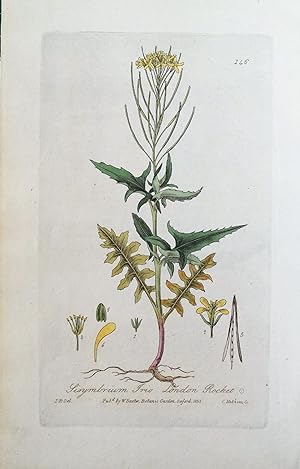 Antique Botanical Print LONDON ROCKET,SISYMBRIUM Baxter Engraved Vintage Print 1835