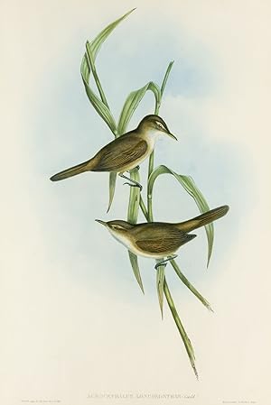 Acrocephalus longirostris [Long-billed Reed Warbler]
