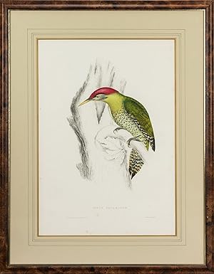 Picus squamatus [Scaly-bellied Woodpecker]