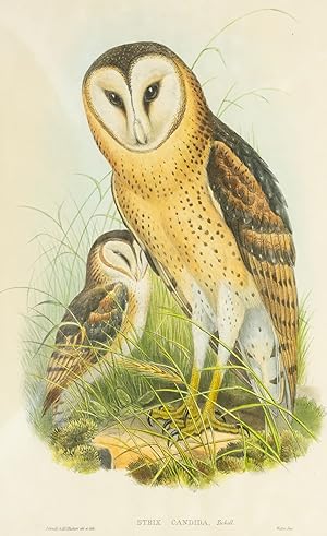 Strix candida [Grass-owl]
