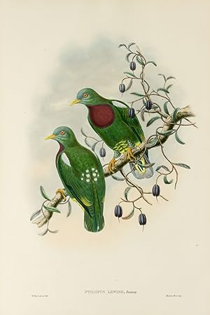 Ptilopus Lewisii [Lewis's Fruit Pigeon]