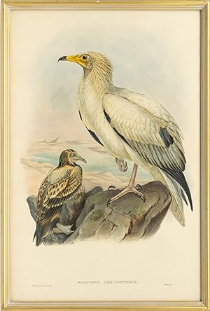Neophron percnopterus [Egyptian Vulture]
