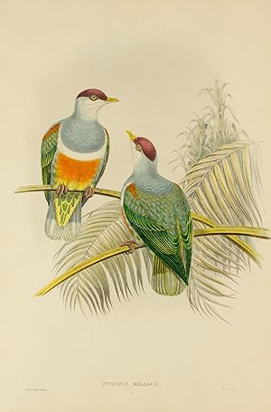 Ptilopus Wallacii [Wallace's Fruit Pigeon]