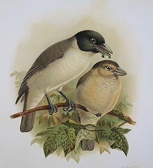 Histoire naturelle des oiseaux de Madagascar