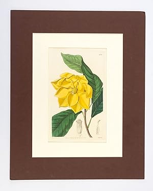 A COLLECTION OF 16 HAND-COLORED PLATES FROM "[SYDENHAM] EDWARDS' BOTANICAL REGISTER"