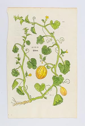 A COLLECTION OF 11 HAND-COLORED LEAVES FROM "DE HISTORIA STIRPIUM COMMENTARII INSIGNES."