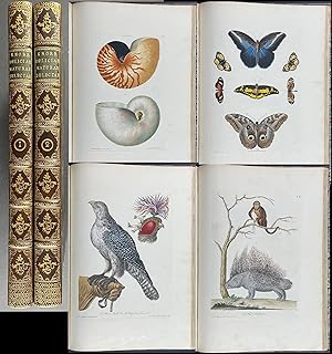 Knorr's Deliciae Naturae - Two Volumes with 91 Folio Engravings