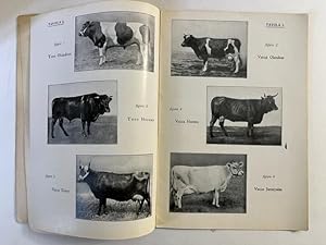 Le razze bovine del Veneto e il loro incremento