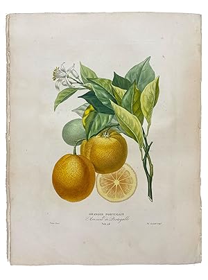 Histoire Naturelle des Orangers