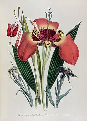 Complete Series of The Ladies' Flower-Garden and British Wild Flowers
