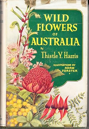 Wild Flowers of Australia ( wildflowers )