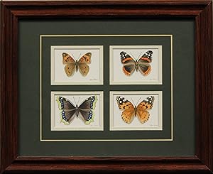 Four Butterflies Watercolour by Jon Shaw