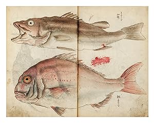 Two albums of drawings by Tsubaki Chinzan, containing more than 500 brush & ink drawings, heighte...