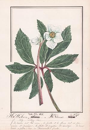 "Hellebore, Rose de Noel / Helleborus Niger" - Christrose / Botanik botany / Blume flower / Pflan...