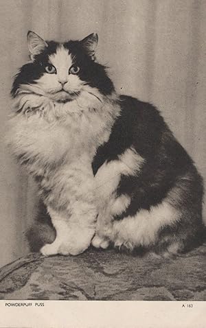Powderpuff Puss Jarrold Old Cat Chrome Series Rare Postcard