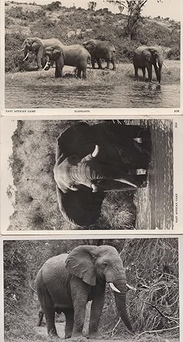 East African Elephants Game Hunt Trophy Hunting 3x Postcard s