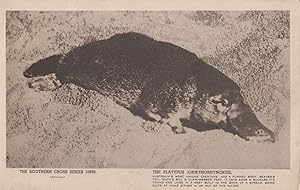 Platypus Southern Cross Series Sealife Rare Old Postcard Please Read