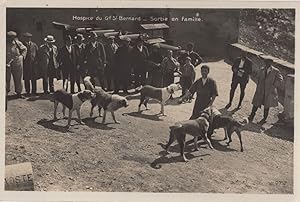 Beautiful Dog At Pyramid Mountain Jasper Canada Old RPC Postcard