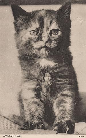 Attention Please Trainee Military Cat Jarrolds Chrome Series Old Postcard