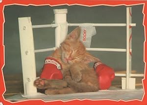 Rocky Boxer Cat Bpxing Gloves Ring Knockout Postcard