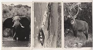 Waterbuck Crocodile Elephant 3x African Game Postcard s