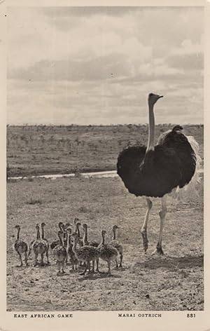 Giant Marai Ostrich African Bird & Newborn Babies RPC Postcard