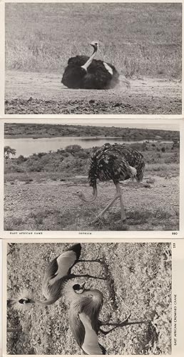Overweight African Ostrich Crane Bird 3x Real Photo Postcard s