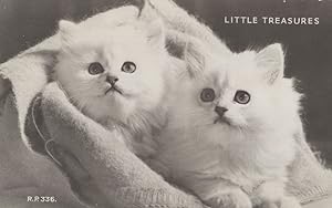 Little Treasures Baby White Kittens Valentines Cat Postcard
