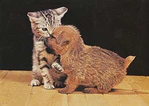Kitten Cat & Puppy Dog Love Kissing Stunning 1990s Postcard