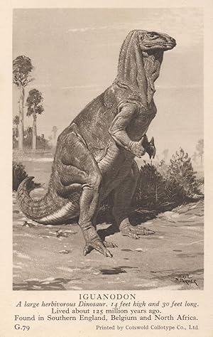 Iguanodon Dinosaur Rare Antique British Museum Postcard