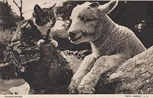 Scandalmongers Cat Farm Goat Kitten Old Jarrold Chrome Postcard