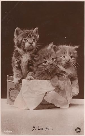 A Tin Full RARE Rotary Kittens In Biscuit Box Real Photo Cat Postcrd