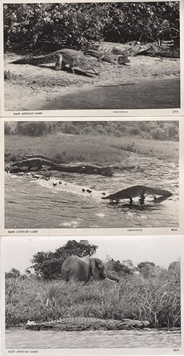 Crocodile East African Game 3x Real Photo Postcard s