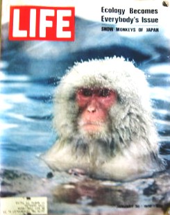 Life Magazine January 30, 1970 -- Cover: Snow Monkeys of Japan