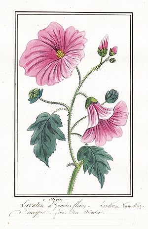 "Lavatere a Grandes fleurs - Lavatera trimestris" - Bechermalve Malva / Botanik botany / Blume fl...