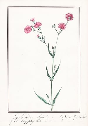 "Lychnide laciniee - Lychnis flos cuculi" - Nelke / Botanik botany / Blume flower / Pflanze plant