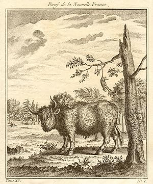 Boeuf de la Nouvelle France [Bull from New France (Canada)]