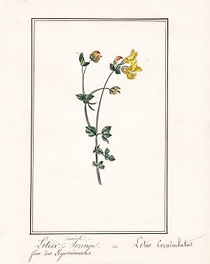 "Lotier cornicule - Lotus corniculatus" - Hornklee / Botanik botany / Blume flower / Pflanze plant